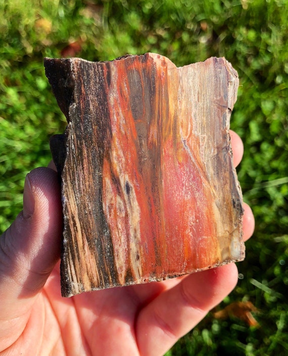 Petrified Wood Stone Petrified Wood Slab Petrified Wood Etsy