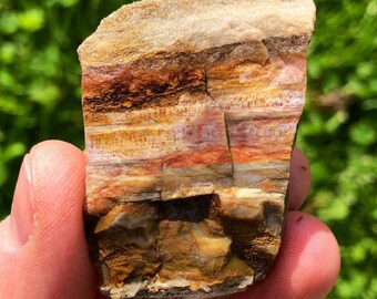 珪化木石 未加工の珪化木石 - 未加工の珪化木板 - 未加工の珪化木 - 化石化した