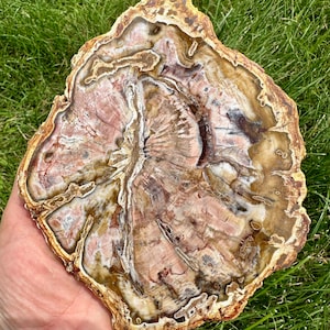 Petrified Wood Slab - Natural Stone Slice - Fossilized Wood Specimen - Crystallized Wood Slabs - Petrified Wood Slice