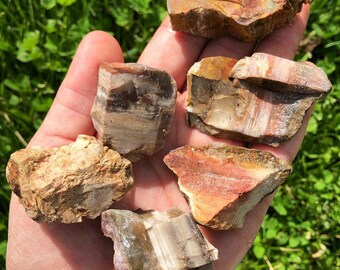 珪化木 未加工の珪化木石 - 未加工の珪化木板 - 未加工の珪化木 - 化