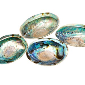 Abalone Muschel 5 6 Große Abalone Muschel Regenbogen Abalone Muschel Natürliche Abalone Muschelschale Kristallhalter Reinigungsstabhalter Bild 4