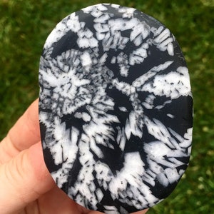 Chrysanthemum Stone - Chrysanthemum Rock - Chrysanthemum Palm Stone - Chrysanthemum Worry Stone - Chrysanthemum Crystal