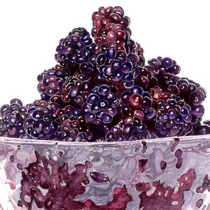 Wild Blackberries Fine Art Print of an Original Watercolour Painting Purple Kitchen Decor. Fruit Poster. Blackberry Food Illustration.