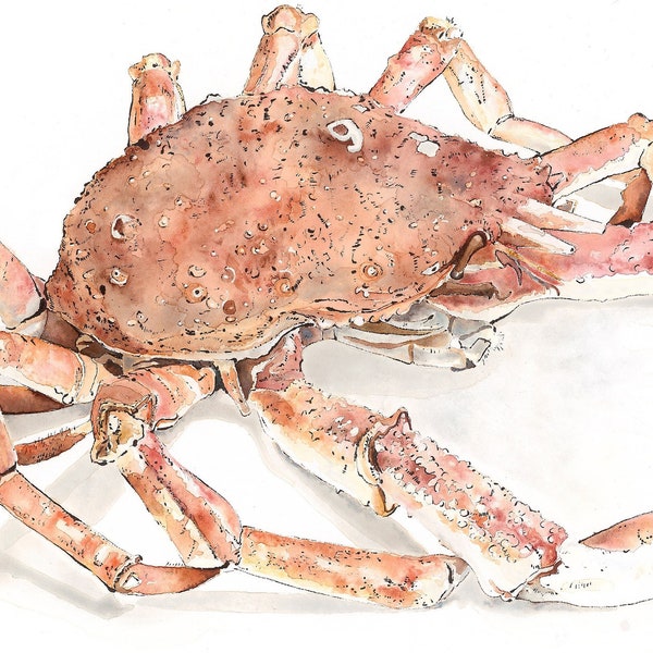 Impression de crabe araignée, aquarelle de crabe, affiche de fruits de mer britanniques, art mural de cuisine rose / orange, décor de maison de plage, cadeau gourmand