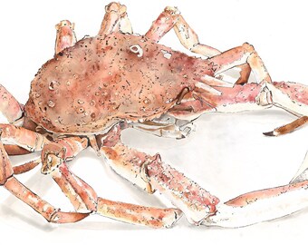 Spider Crab Print, Crustacean Poster, Beach House Decor, Kitchen Wall Art, Seafood Illustration, Food Lover Gift