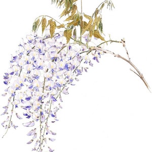 Carte de voeux glycine, fleurs printanières violettes, carte florale de fête des mères, cadeau pour jardinier. image 2