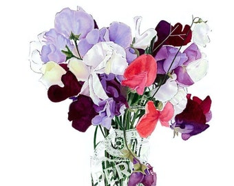 Sweet Peas in a Peroni Glass. Fine Art Print of Watercolour Flower Painting. Botanical Illustration. Cottage Garden Flowers