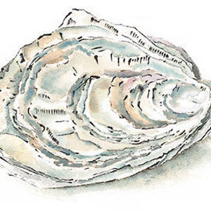 Oyster Shell Print, Watercolour Seashells Poster, Oysters Kitchen Art, Pearl Anniversary Gift, Cream Wall Art, Nautical Bathroom Decor image 4