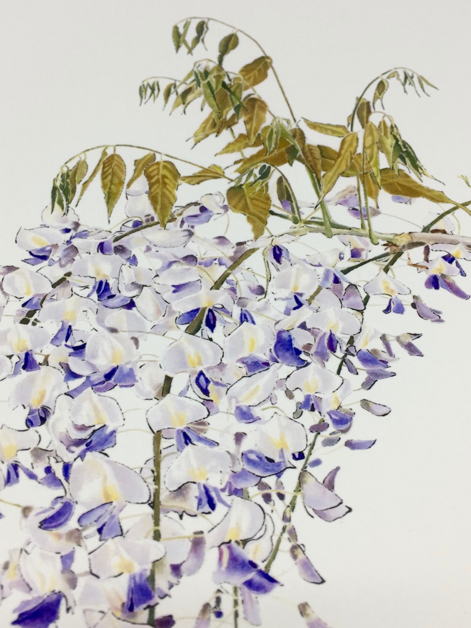 Wisteria. Botanical Illustration. Flower Art. Giclee Print of | Etsy