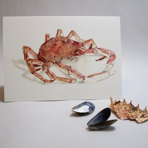 Spider Crab Card, Any Occasion Card, Seafood Illustration, Crustacean Notecard, Gift for Food Lover