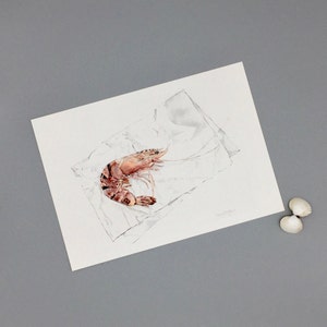 Tiger Prawn Print, Seafood Poster, Watercolour Shrimp Illustration, Pink Kitchen Art, Nautical Art Print, Food Lover Gift image 3
