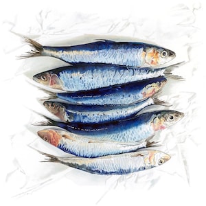 Carte de poisson Sardines de Cornouailles. Carte pour notes britannique de fruits de mer, carte d'anniversaire pour amateur de cuisine / pêcheur