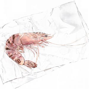 Tiger Prawn Print, Seafood Poster, Watercolour Shrimp Illustration, Pink Kitchen Art, Nautical Art Print, Food Lover Gift image 1