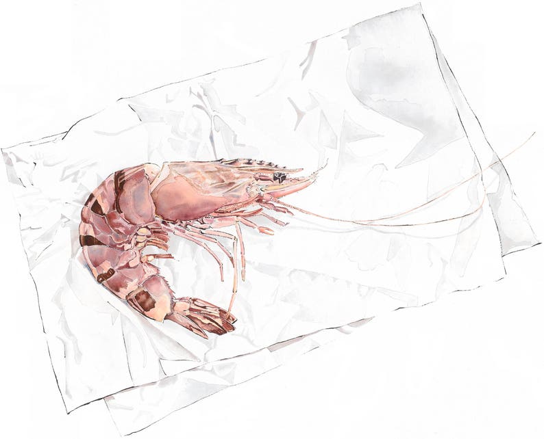 Tiger Prawn Print, Seafood Poster, Watercolour Shrimp Illustration, Pink Kitchen Art, Nautical Art Print, Food Lover Gift image 1