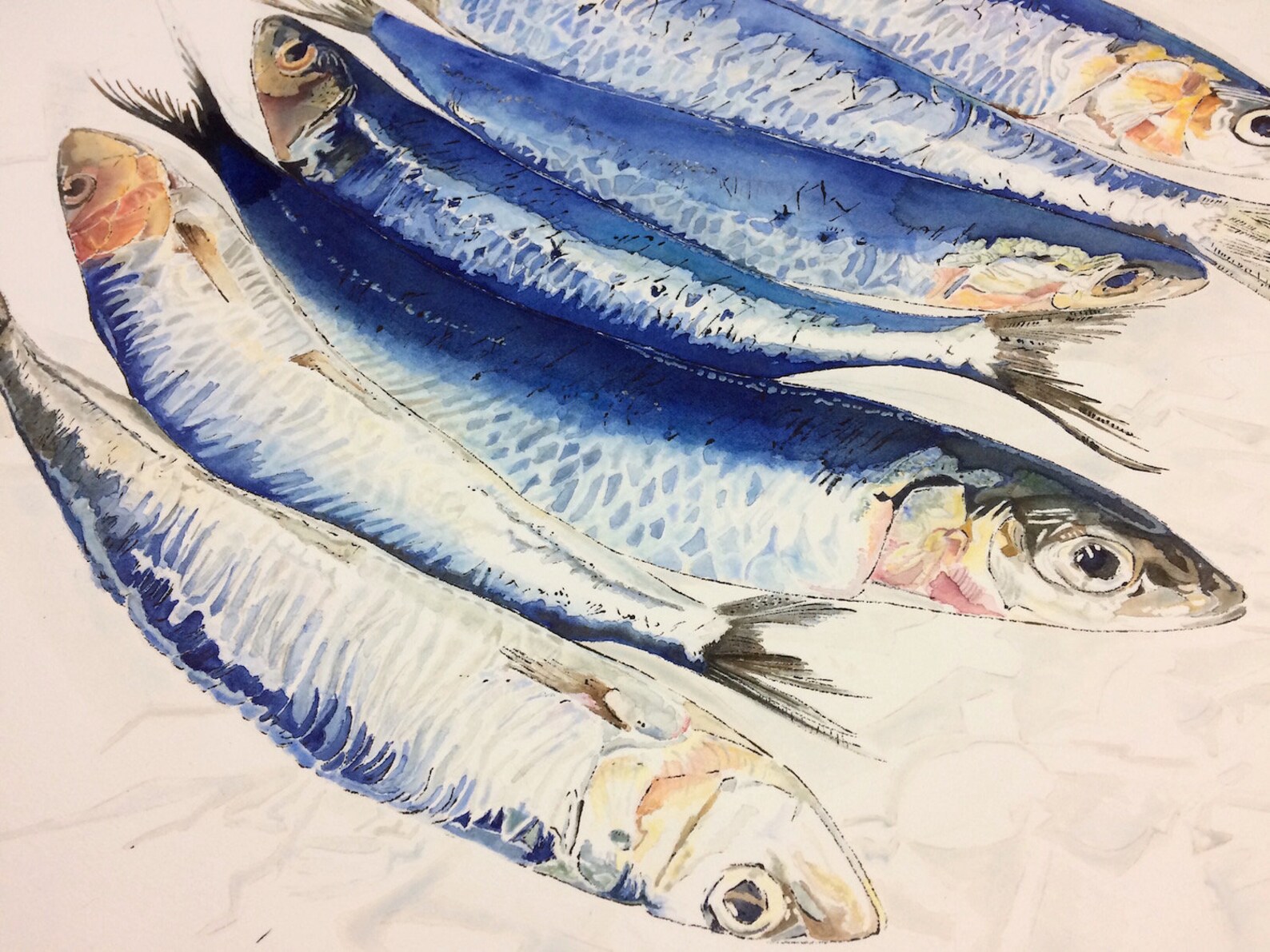 Sardines. Fish Art. Giclee Print of a Watercolour Painting. Etsy