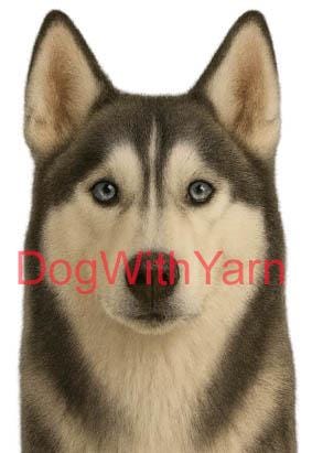 Personalized Siberian Husky Address Labels - NOT a Digital