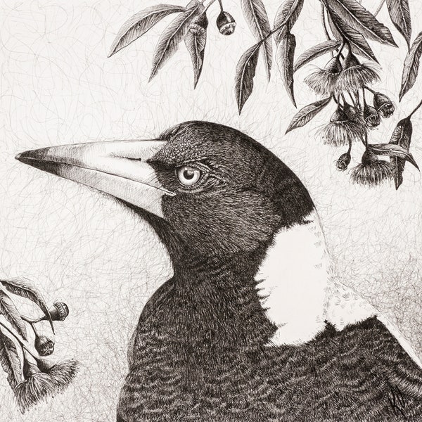 Magpie Under the Flowering Gums Archival PRINT image size 20 x 20cm