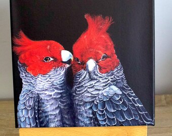 TITLE: A Gang-gang Moment (gang-gangs) 20x20cm Canvas Print