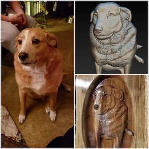 May include: A brown and white dog sitting on a wooden floor. The dog has a white patch on its chest and a brown nose. The dog is looking at the camera.