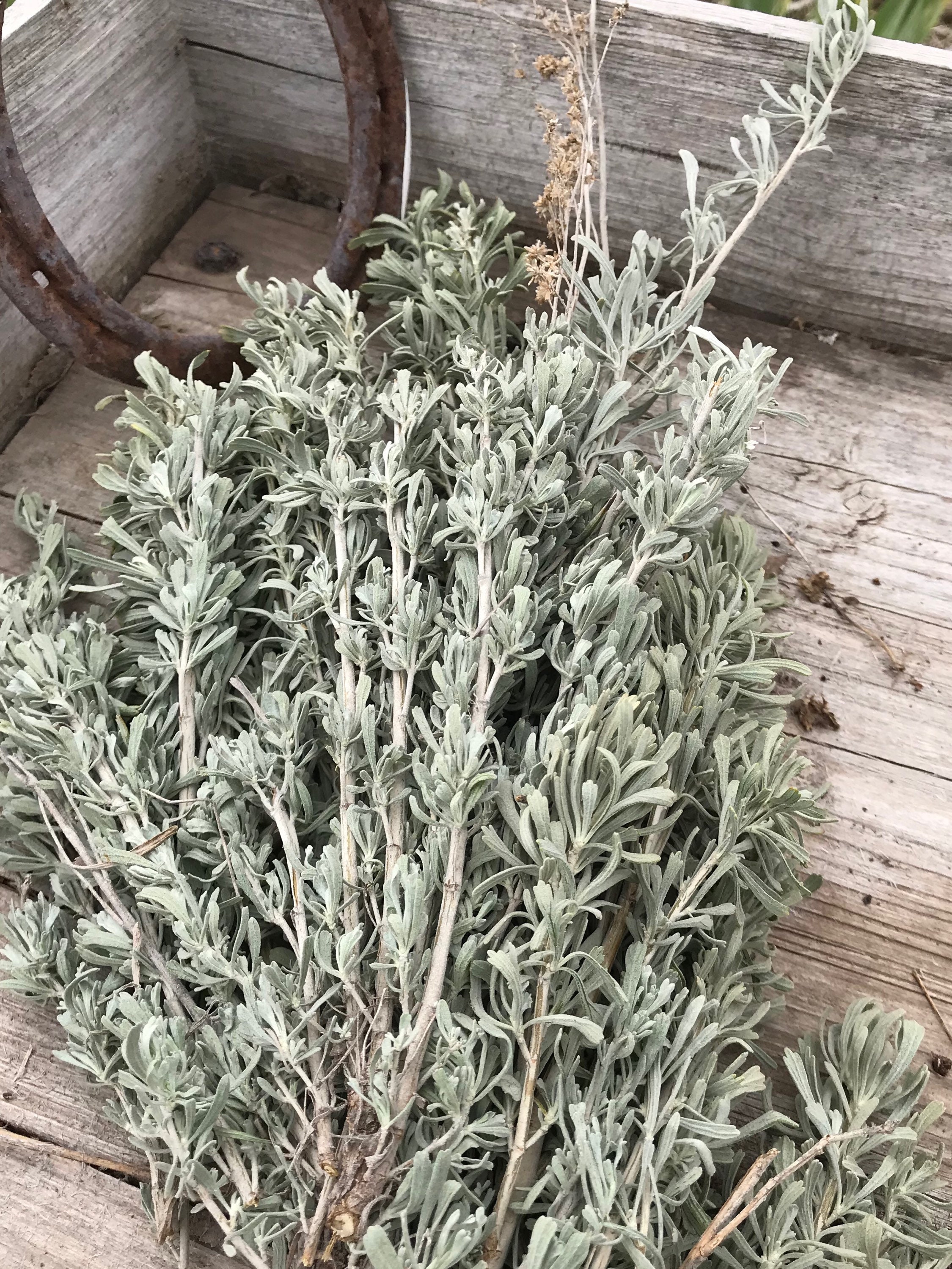 desert sage true white
