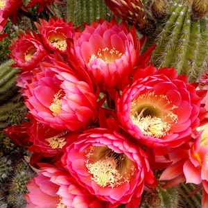 Fleurs de cactus dans le jardin de l’Arizona, Université de Stanford