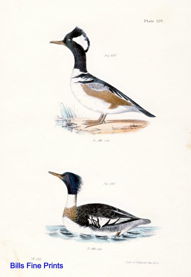 Plate 120 c.1844