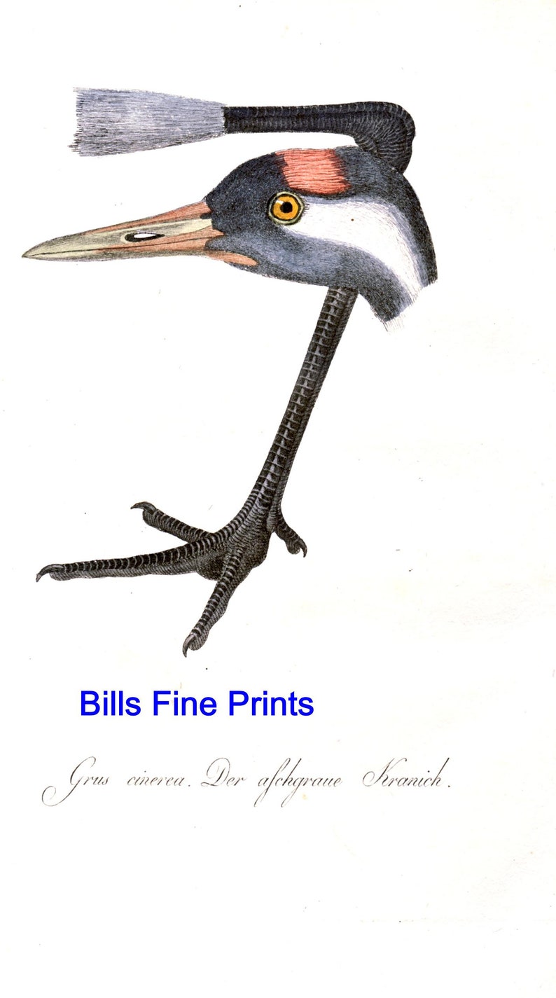 Great Grey Crane c.1810