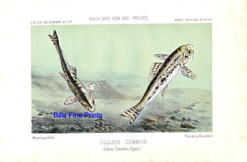 Stud c.1868