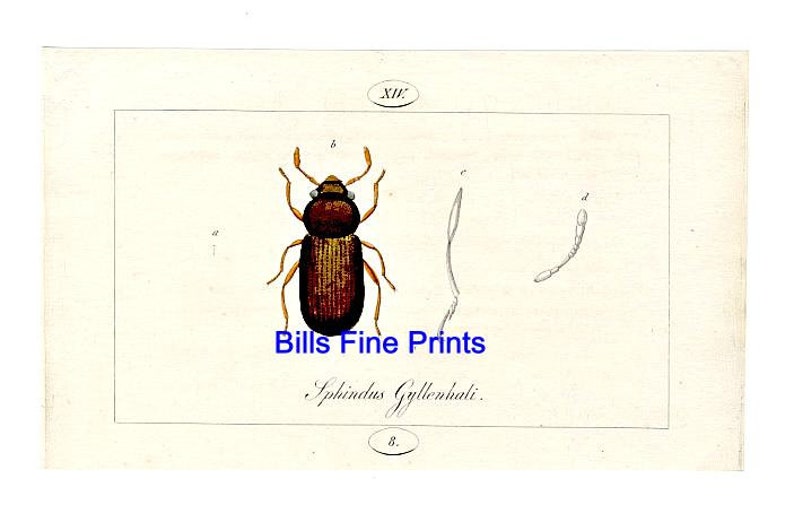 Plate 8 c.1804