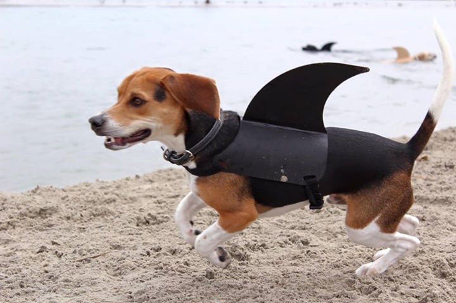 MEDIUM Shark Fin for Your Dog. Shark Fin Dog Costume. Etsy