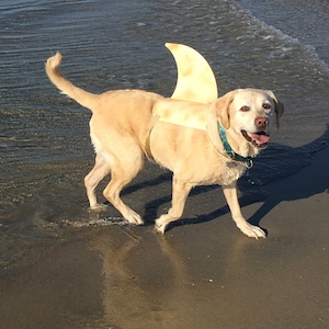 LARGE Shark fin for your dog.  Shark fin costume for your dog.  They're Lab tested!