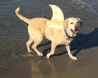 LARGE Shark fin for your dog.  Shark fin costume for your dog.  They're Lab tested!