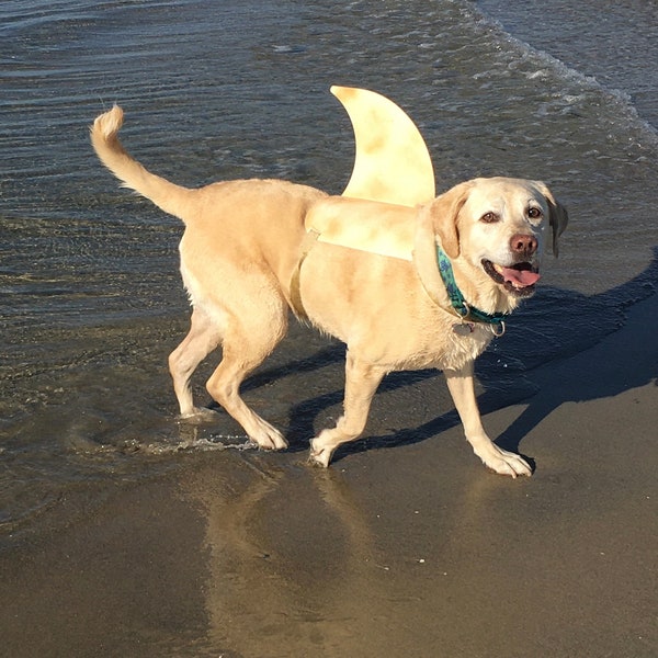 LARGE Shark fin for your dog.  Shark fin costume for your dog.  They're Lab tested!