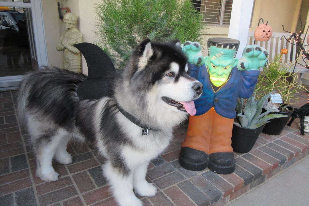 Dog shark costume large online