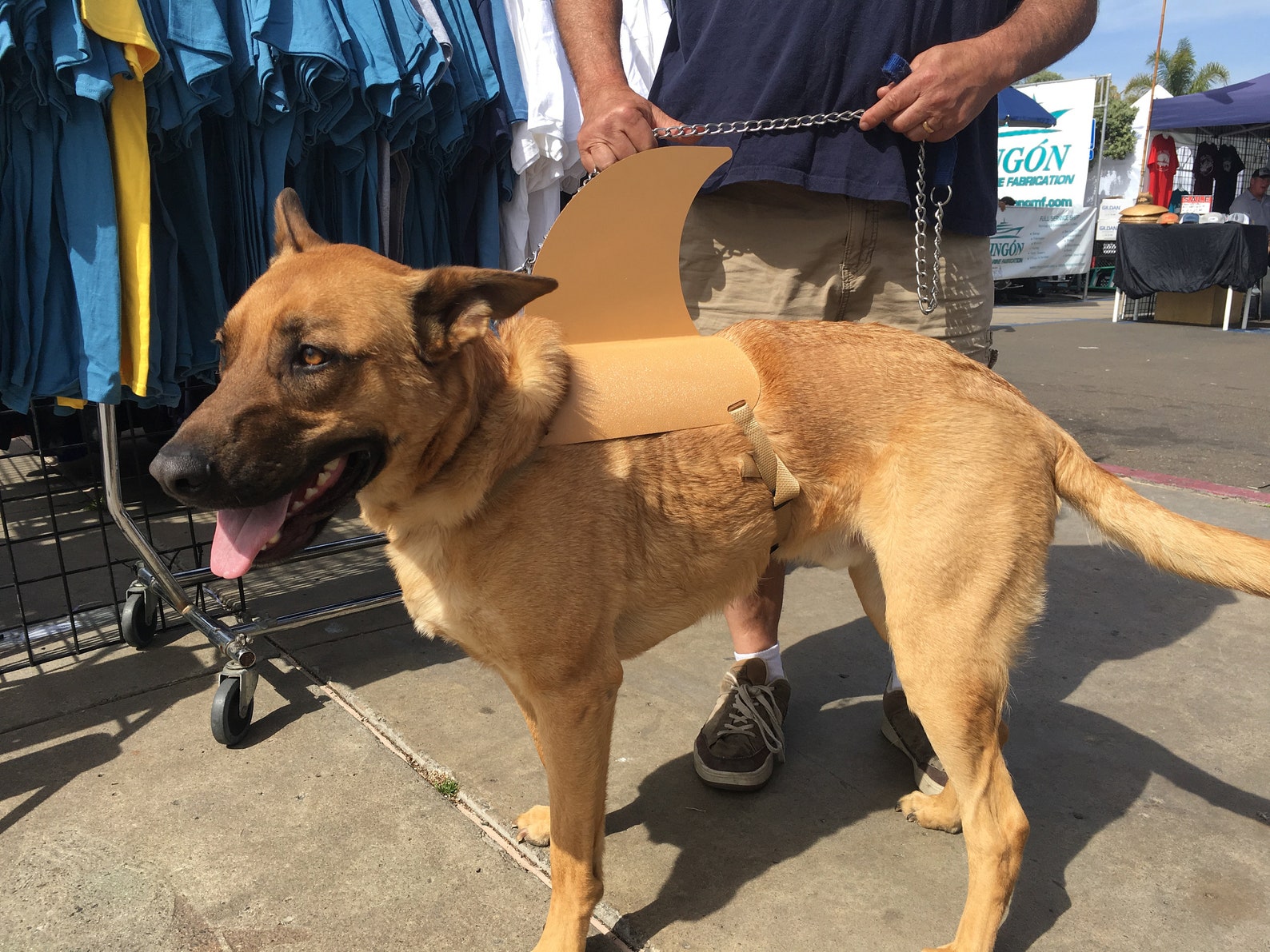 LARGE Shark Fin for Your Dog. Shark Fin Costume for Your Dog. Etsy