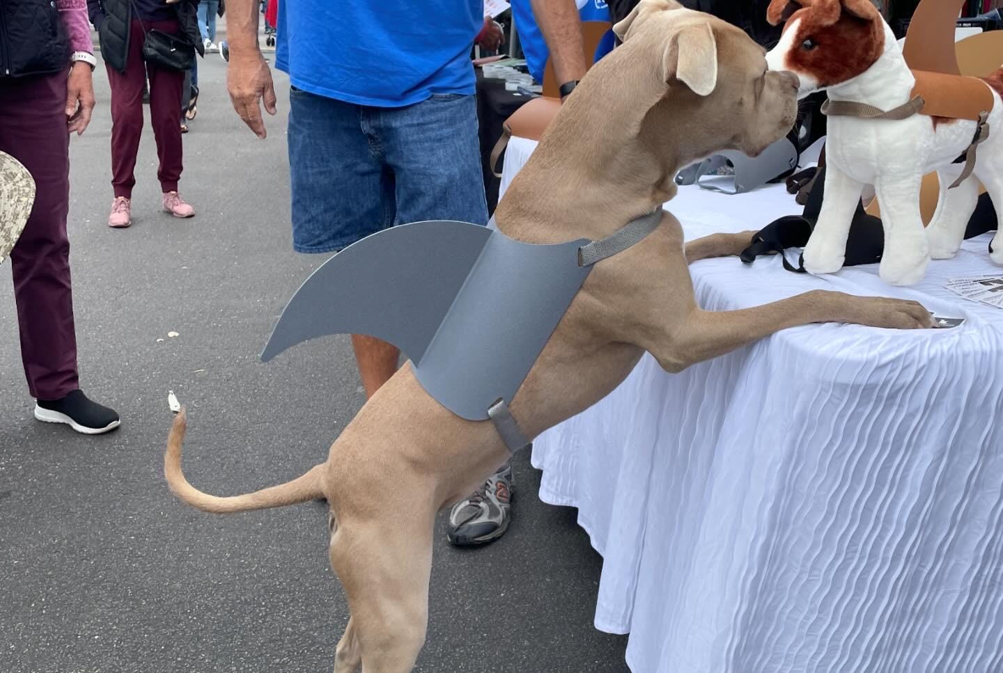 LARGE Shark Fin for Your Dog. Shark Fin Costume for Your Dog