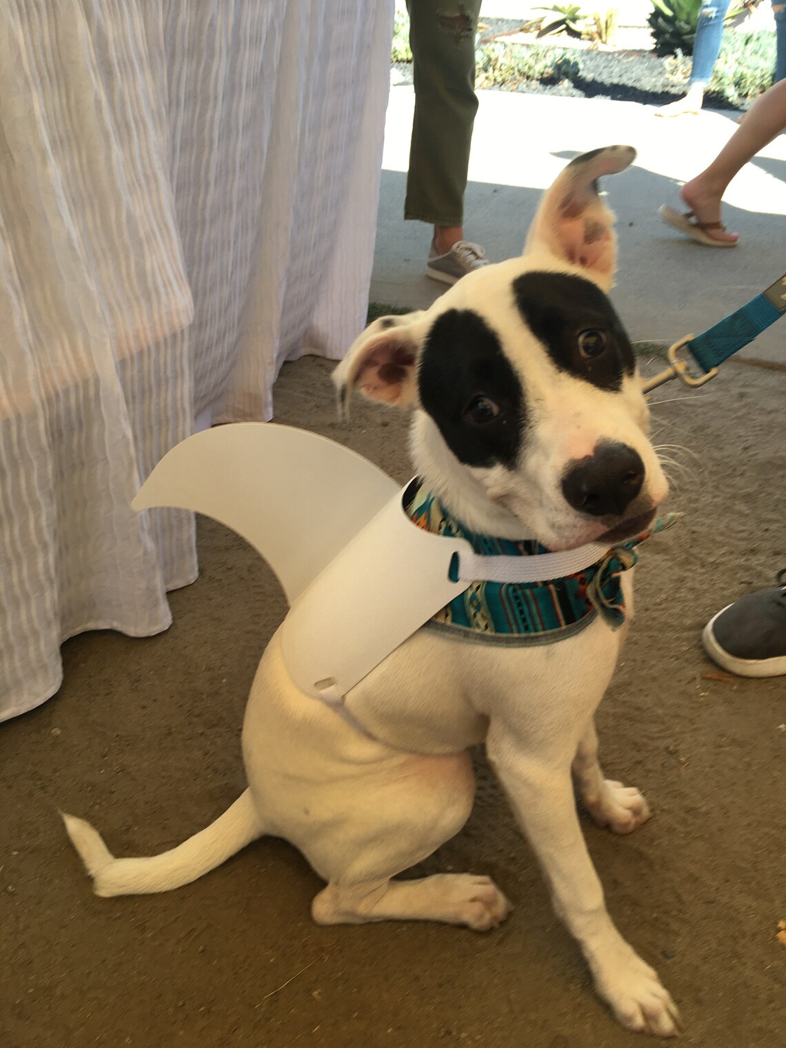 MEDIUM Shark Fin for Your Dog. Shark Fin Dog Costume. Etsy