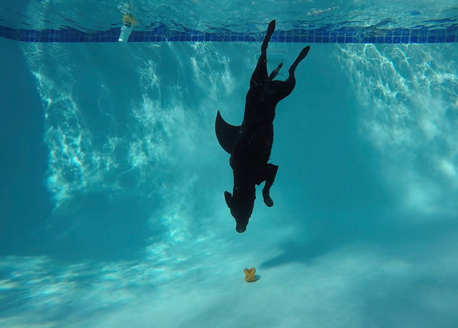 LARGE Shark fin for your dog. Shark fin costume for your dog. Etsy