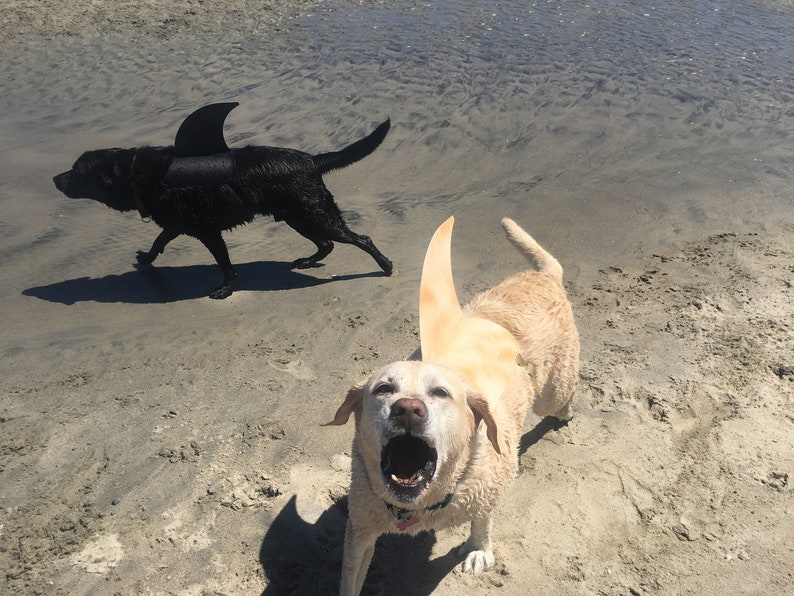 LARGE Shark fin for your dog. Shark fin costume for your dog. Etsy