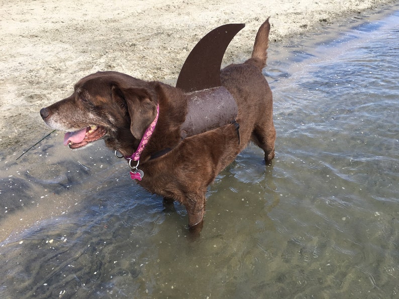 LARGE Shark Fin for Your Dog. Shark Fin Costume for Your Dog. Etsy