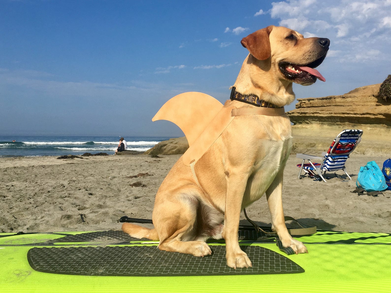 LARGE Shark fin for your dog. Shark fin costume for your dog. Etsy