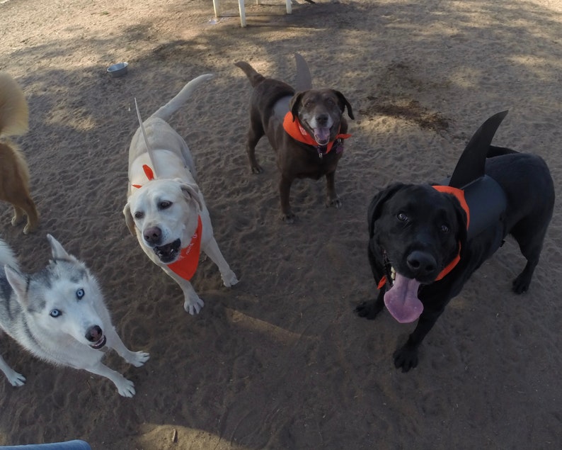 LARGE Shark fin for your dog. Shark fin costume for your dog. Etsy