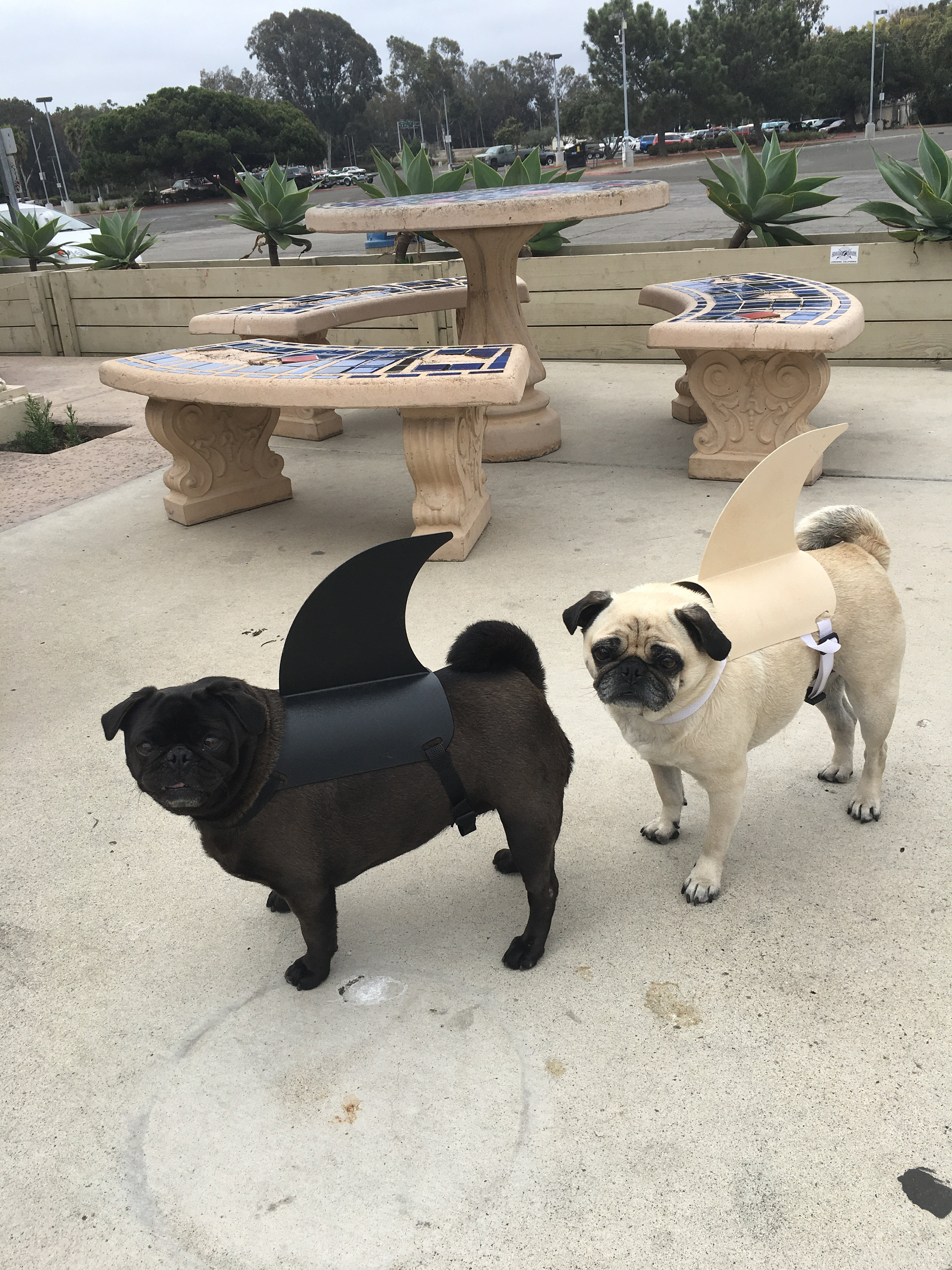 Baby pugs in clearance costumes