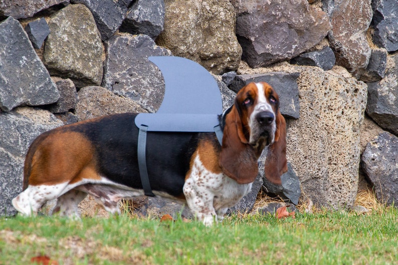 LARGE Shark fin for your dog. Shark fin costume for your dog. Etsy
