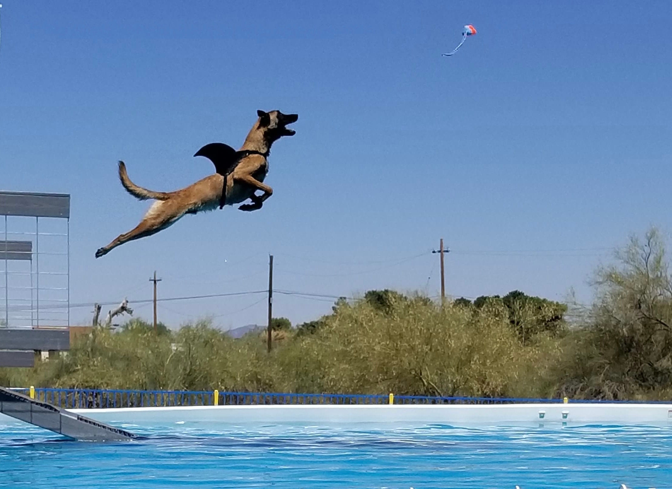 LARGE Shark fin for your dog. Shark fin costume for your dog. Etsy