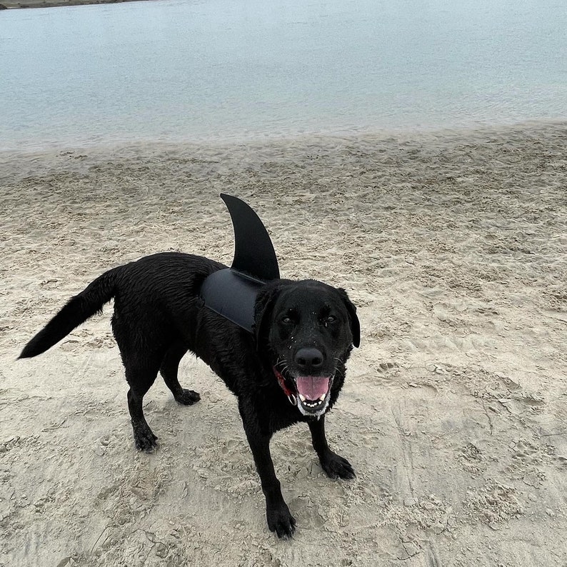 LARGE Shark Fin for Your Dog. Shark Fin Costume for Your Dog. Etsy