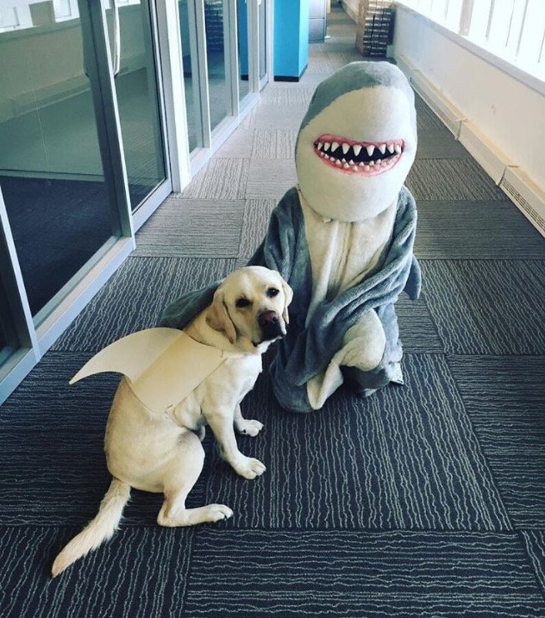 LARGE Shark fin for your dog. Shark fin costume for your dog. Etsy