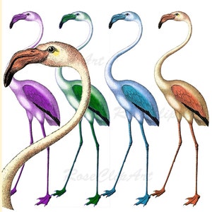 4x flamingo clipart - instant download - digital flamingo clip art png - commercial use allowed - tropical bird scrap - vintage flamingo