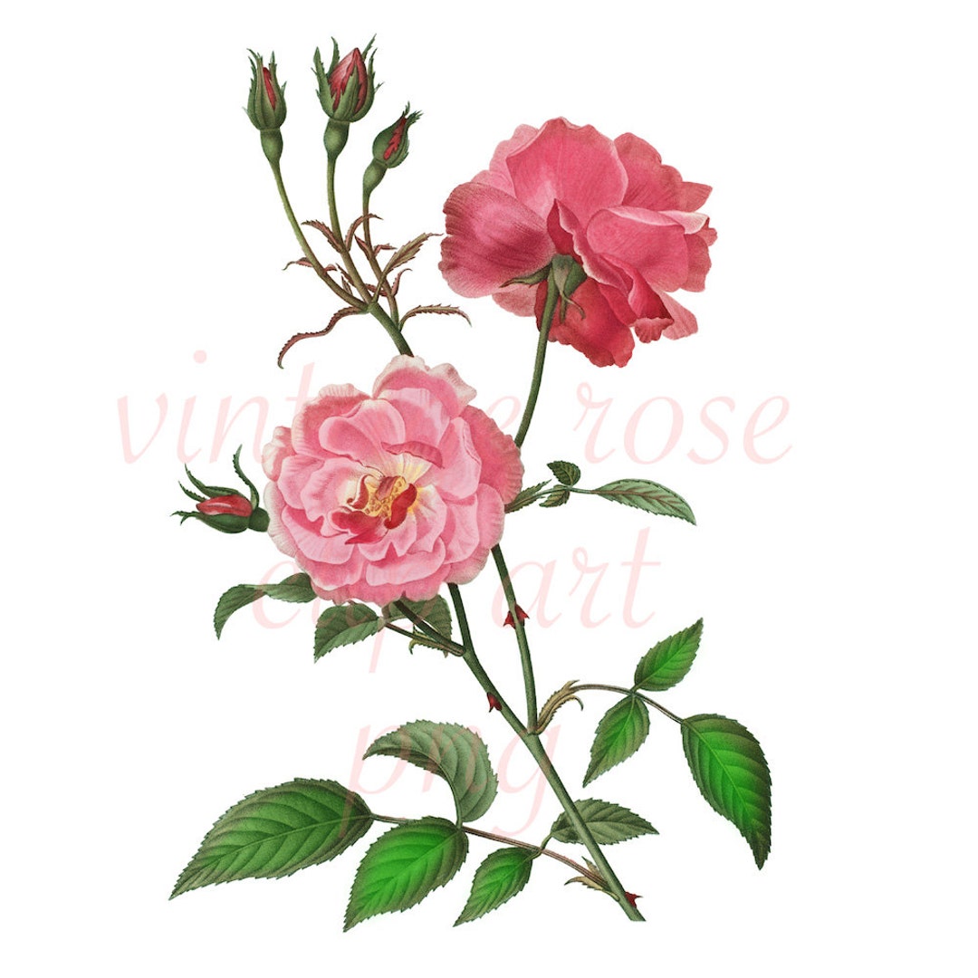 Copy Art Roses Digital Rose Clip Art - Instant Download - Vintage Rose Clipart - High ...