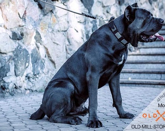 Cane Corso Collar Etsy